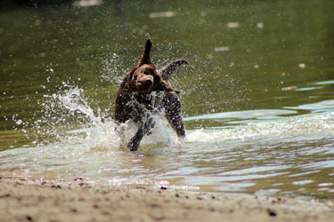 Hundebetreuung Friedrichshain 1